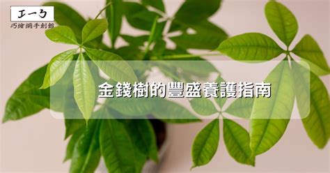 錢幣樹|金錢樹的豐盛養護指南：吸引財富與繁榮 